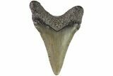 Juvenile Megalodon Tooth - Georgia #83709-1